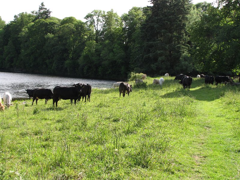 st cuthberts way_runderen op het pad.jpg - Naast veel schapen komen we ook af en toe runderen tegen. Zeldzaam echter dat we ons een weg tussen de dieren door moeten zoeken.